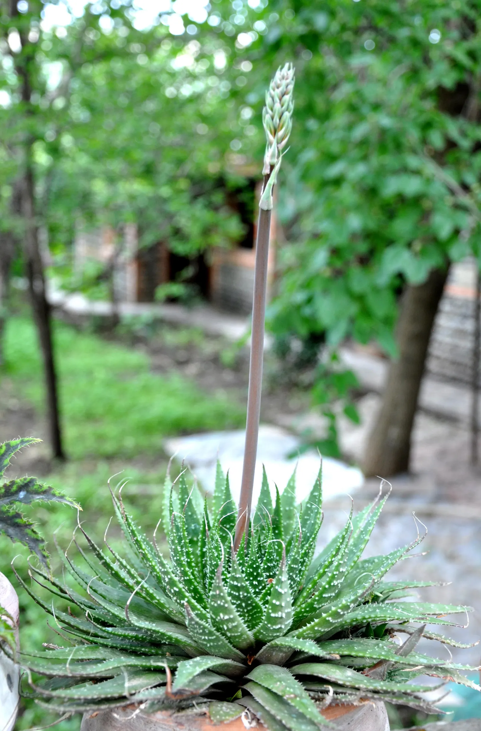 Miniature Pine Tree (Crassula Tetragona) — white flowers in the garden; this drought-tolerant plant thrives in full sun to partial shade, image 58