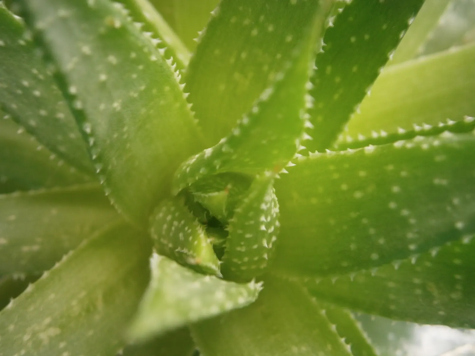 Miniature Pine Tree (Crassula Tetragona) — Reaching up to 3 feet tall, it offers year-round interest with its green hues and white blooms in, image 42
