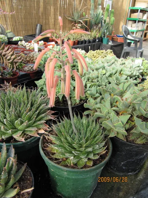 Miniature Pine Tree (Crassula Tetragona) — succulent for full or half or shade; offering a coniferous texture to the landscape
