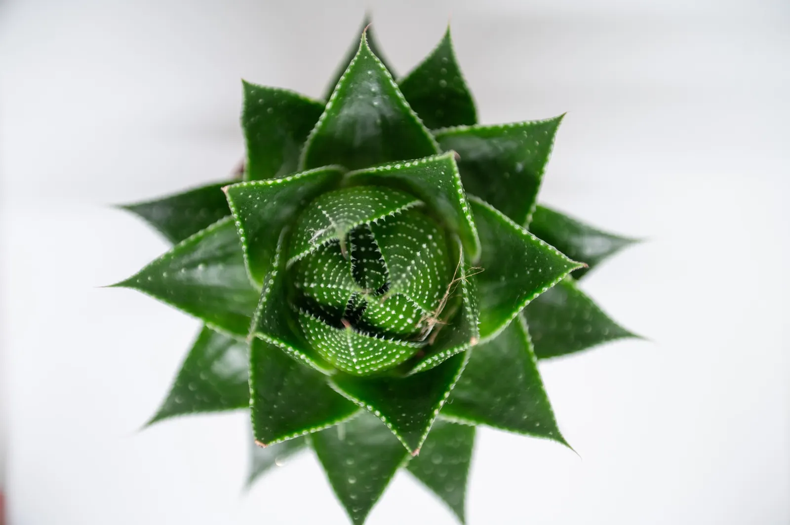 Miniature Pine Tree (Crassula Tetragona) — Both plants are prized for their unique appearances; drought-tolerant once established, image 68