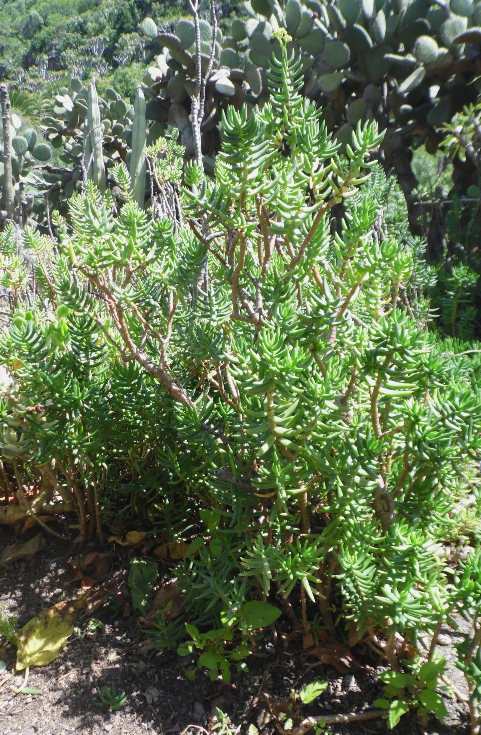 Miniature Pine Tree (Crassula Tetragona) — is a succulent resembling miniature pine trees with fleshy; requiring well-draining soil
