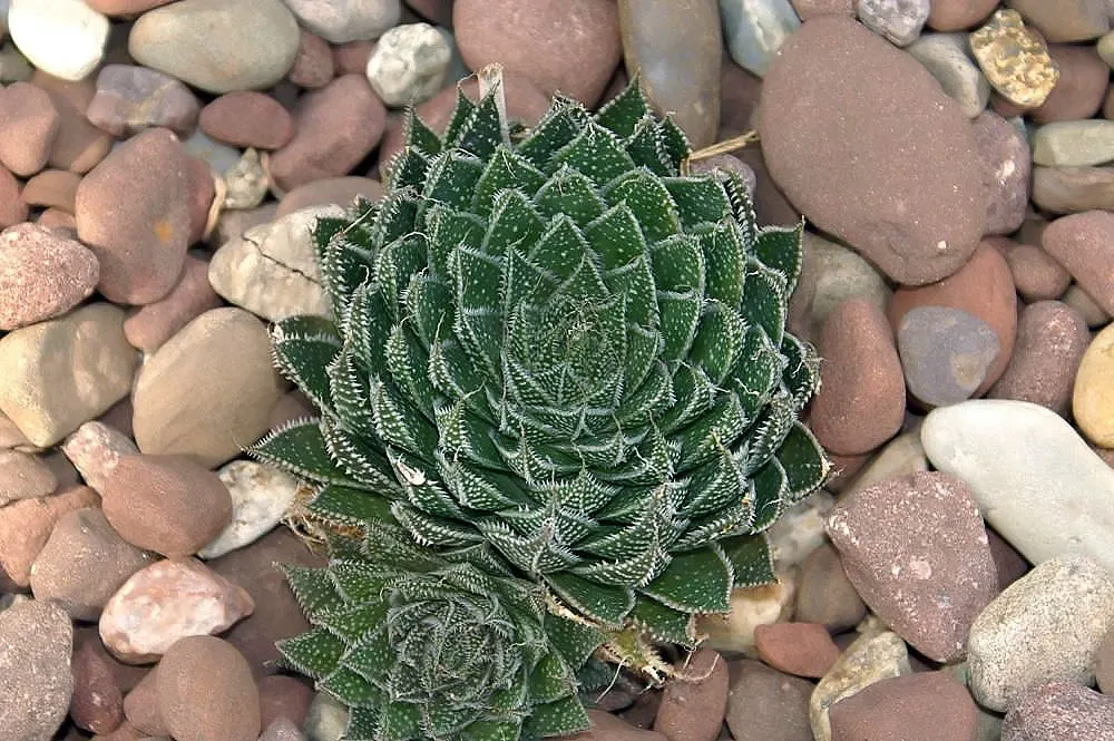 Miniature Pine Tree (Crassula Tetragona) — is a succulent resembling miniature pine trees with fleshy; requiring well-draining soil, image 61