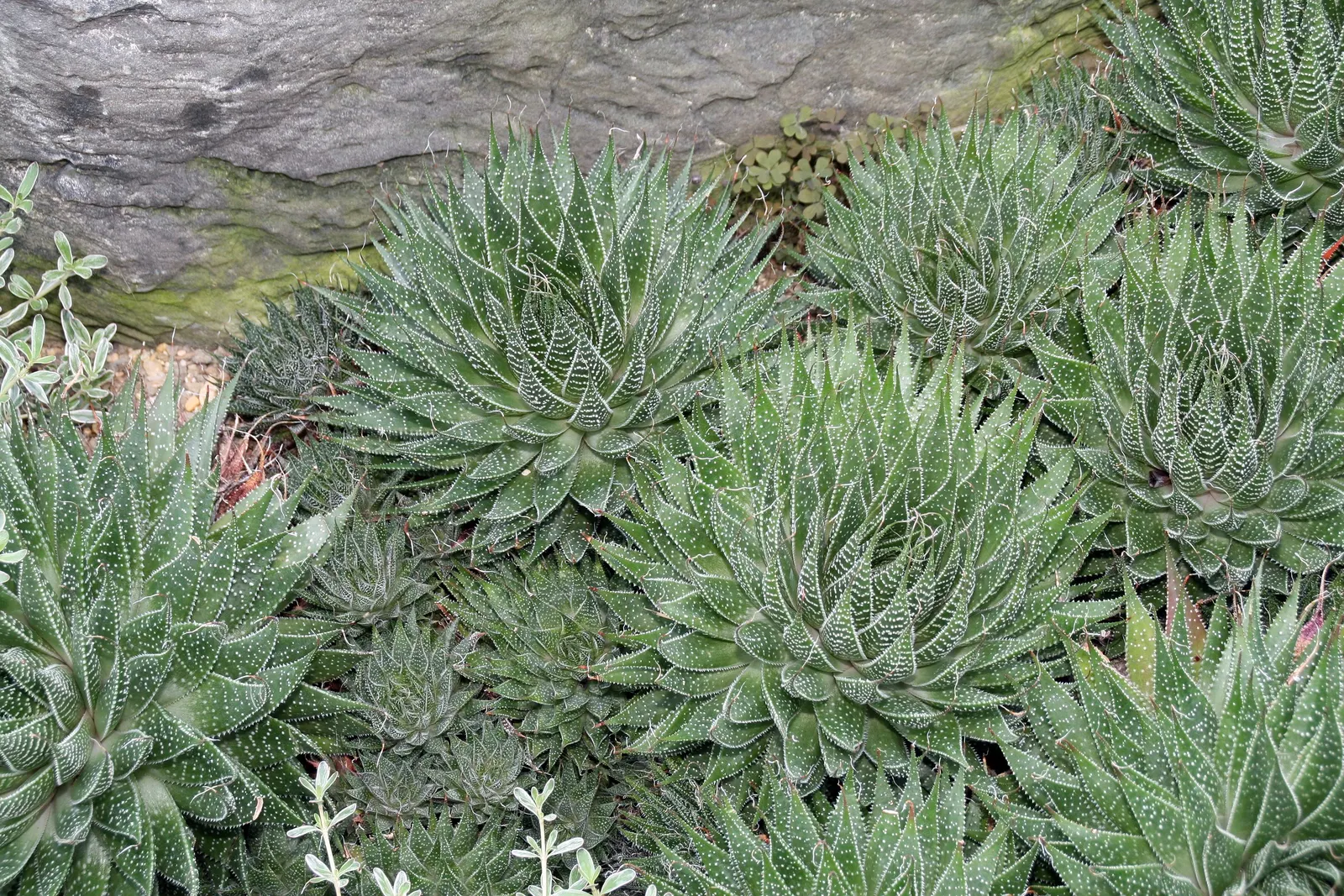 Miniature Pine Tree (Crassula Tetragona) — A common yet strikingly ornamental succulent in landscape designs; succulent with white blooms, image 66
