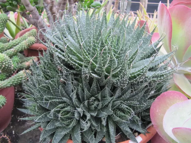 Miniature Pine Tree (Crassula Tetragona) — offering a coniferous texture to the landscape; its needle-like succulent green leaves cluster densely around its