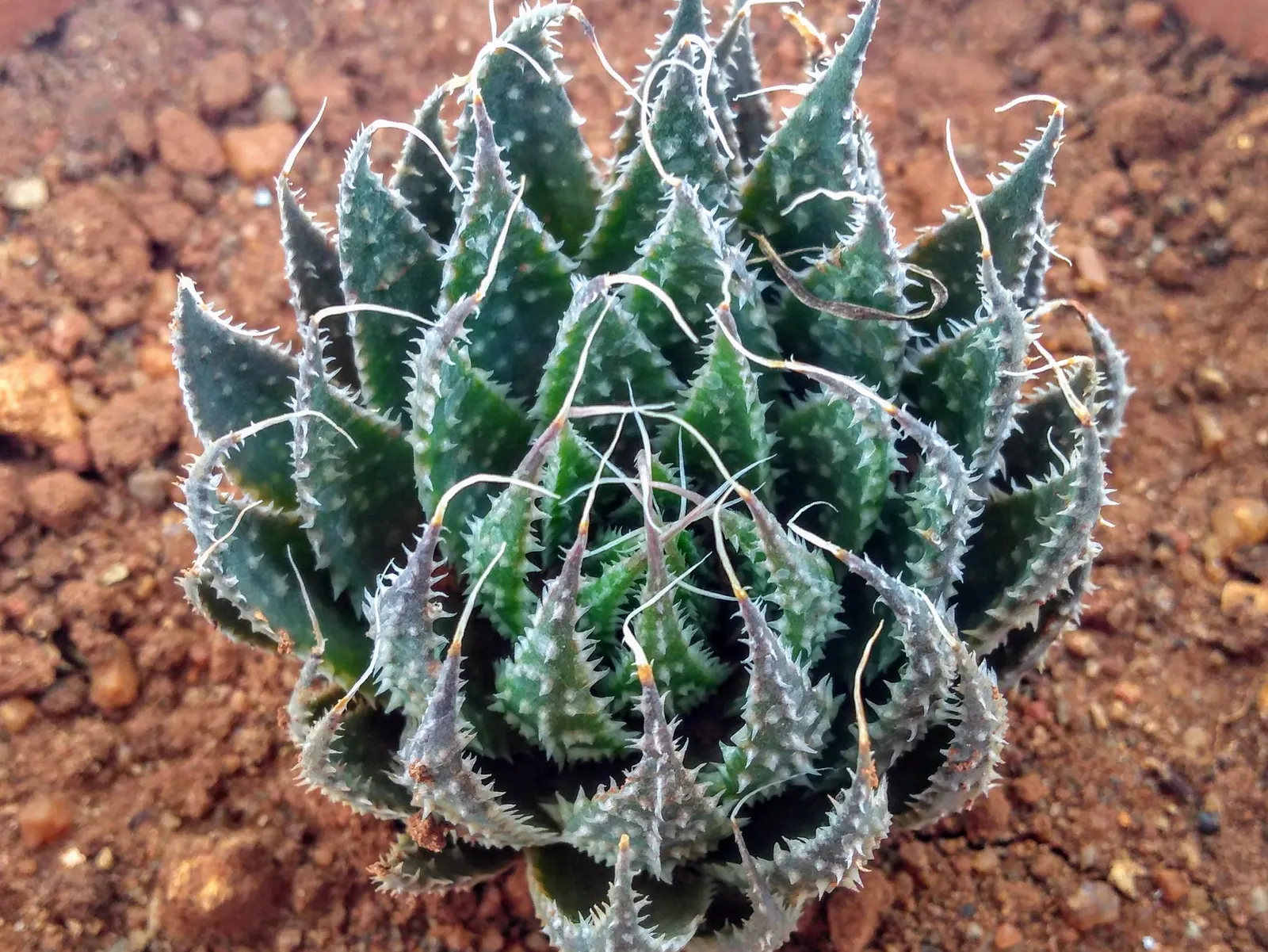 Miniature Pine Tree (Crassula Tetragona) — typically reaches heights of 4 to 8 inches and spreads 6 to 10 inches; crassula tetragona imitates the, image 51