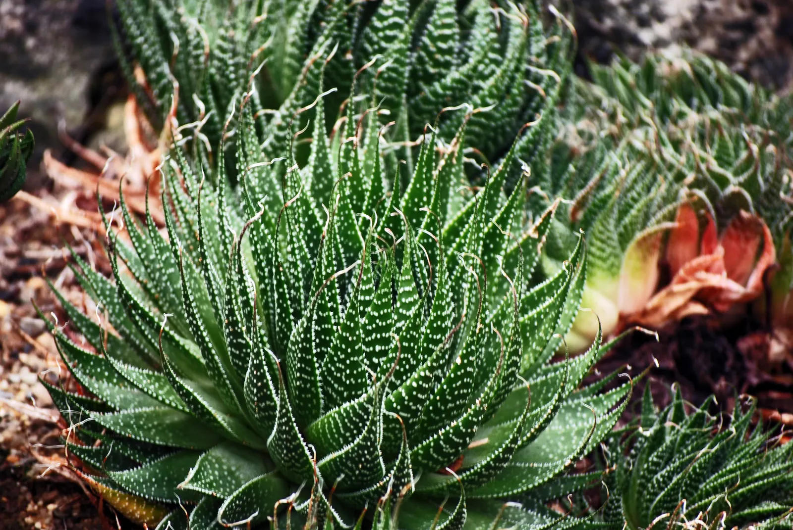 Miniature Pine Tree (Crassula Tetragona) — Each succulent leaf is adorned with soft white teeth along the edges; is a succulent resembling, image 52