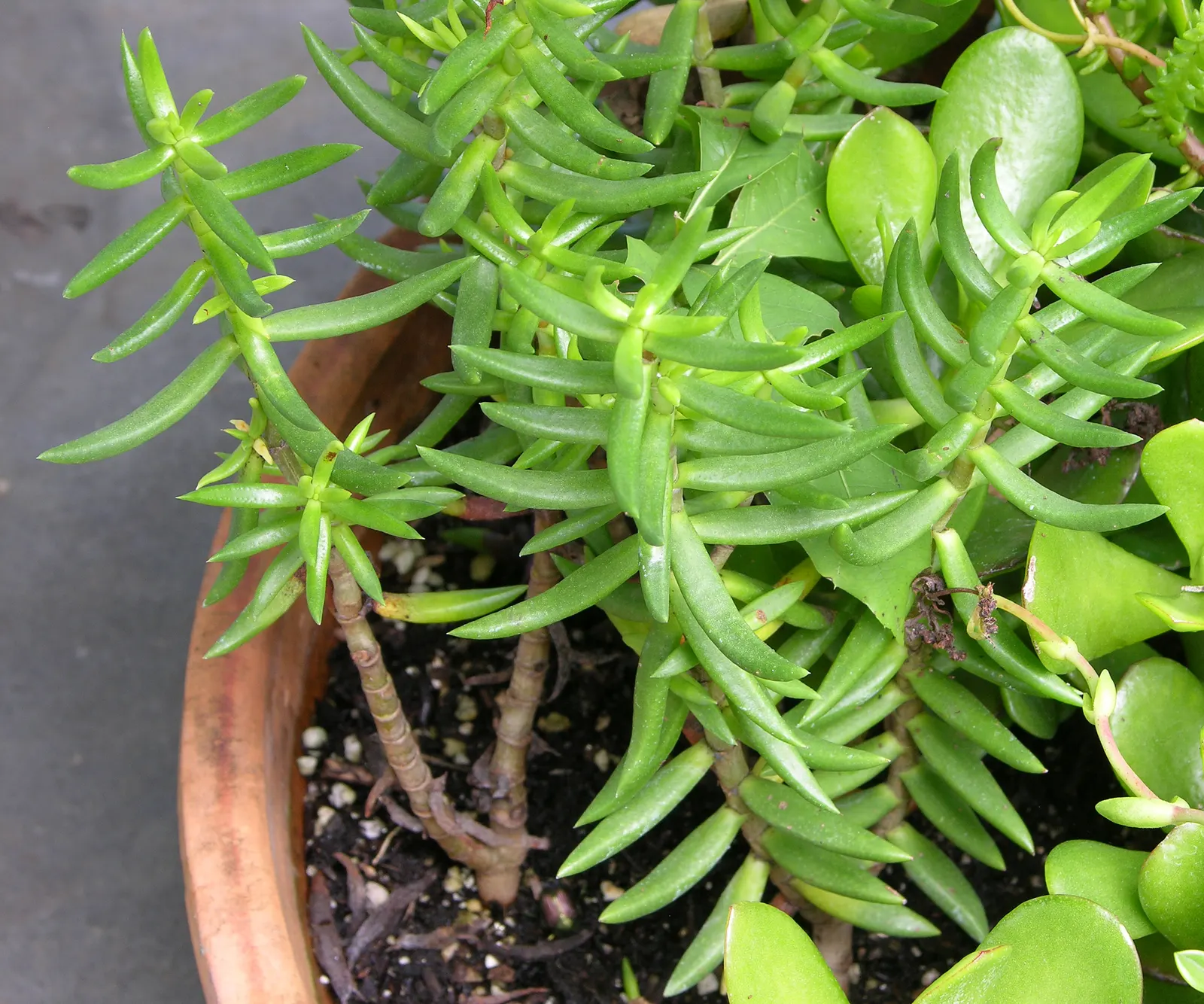 Miniature Pine Tree (Crassula Tetragona) — typically reaches heights of 4 to 8 inches and spreads 6 to 10 inches; crassula tetragona imitates the look of a