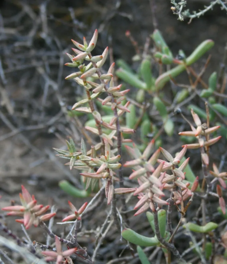 Miniature Pine Tree (Crassula Tetragona) — this drought-tolerant plant thrives in full sun to partial shade; white flowers in the garden