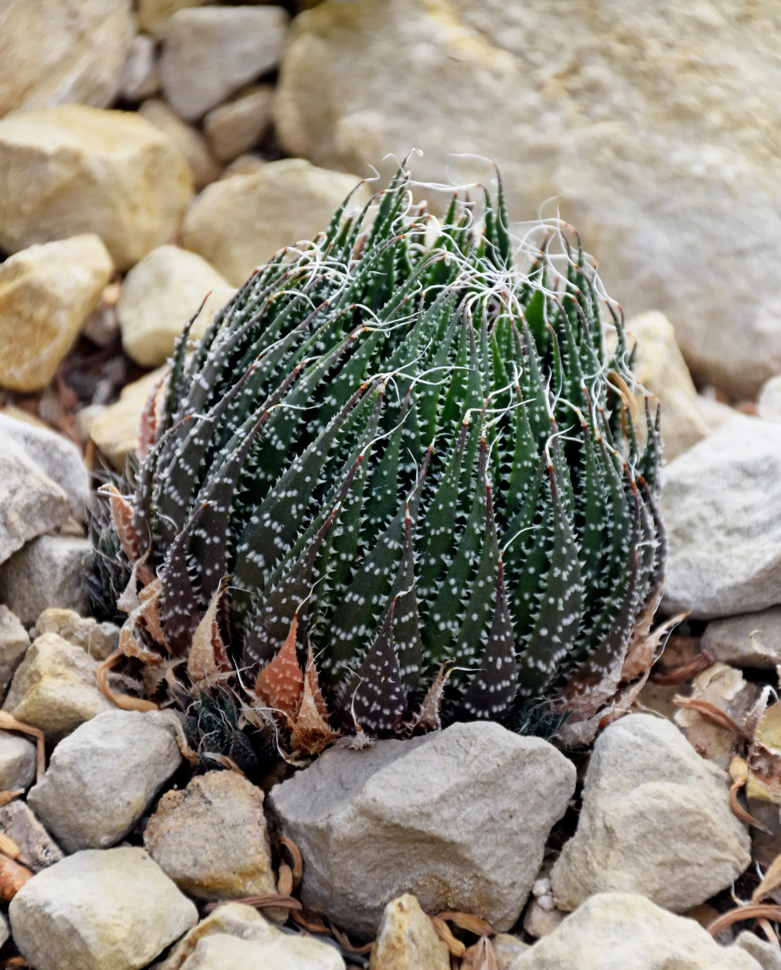 Miniature Pine Tree (Crassula Tetragona) — Both plants are prized for their unique appearances; drought-tolerant once established, image 48