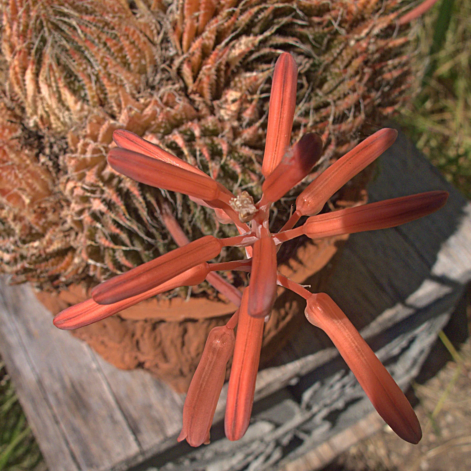 Miniature Pine Tree (Crassula Tetragona) — stretching taller at around 2 to 3 feet in height and capable of similar spreads; reaching up to 3 feet, image 75