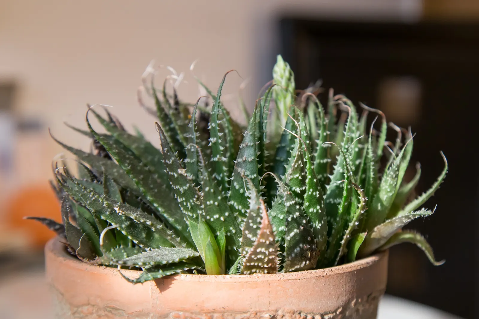 Miniature Pine Tree (Crassula Tetragona) — offering a coniferous texture to the landscape; its needle-like succulent green leaves cluster densely, image 77