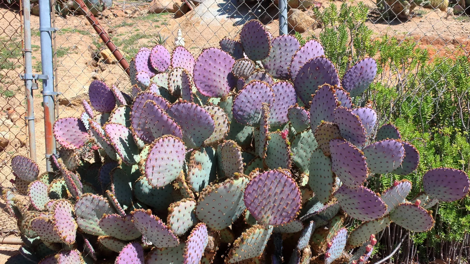 Miniature Pine Tree (Crassula Tetragona) — Drought-tolerant once established; both plants are prized for their unique appearances