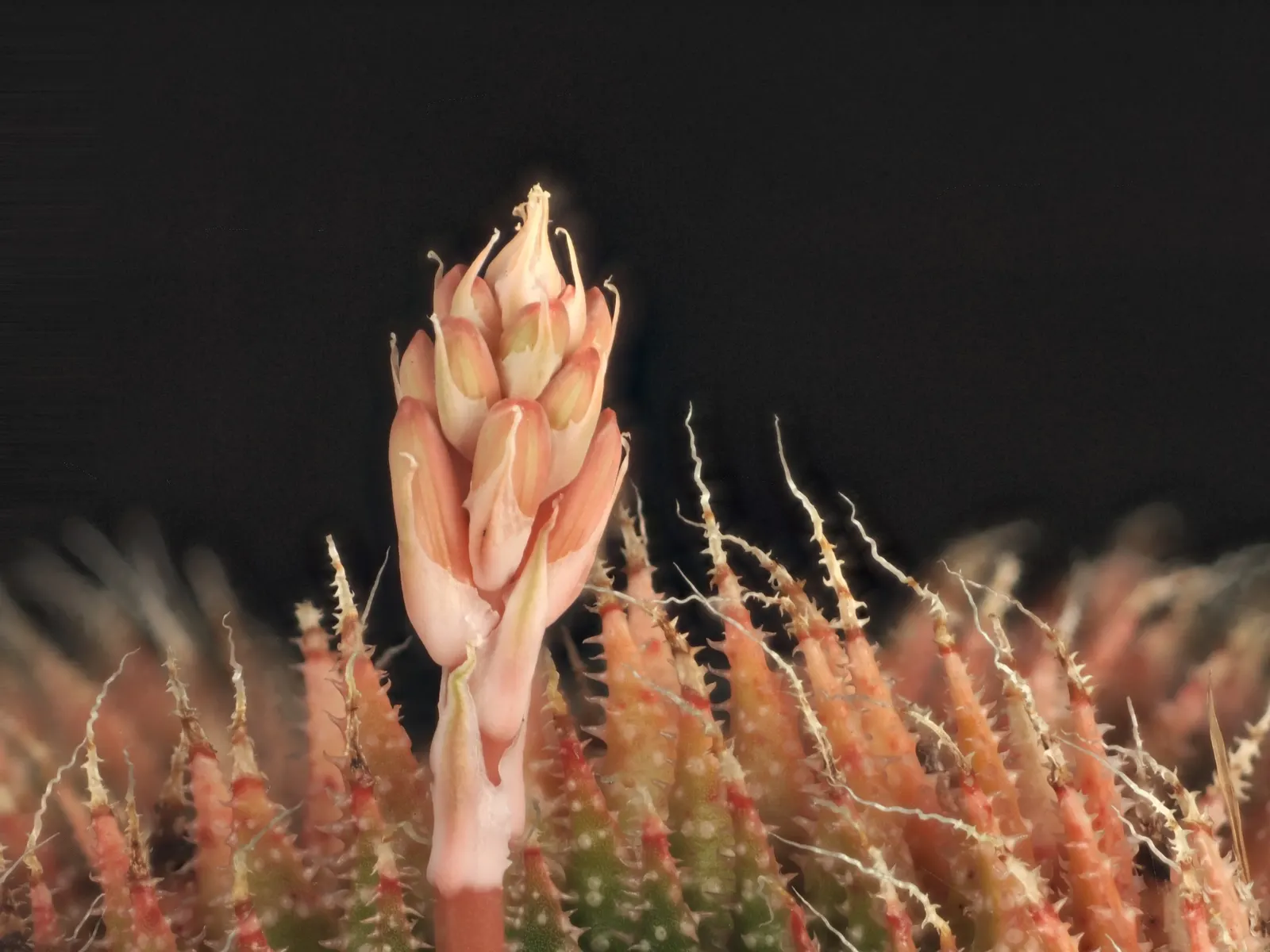 Miniature Pine Tree (Crassula Tetragona) — is a succulent resembling miniature pine trees with fleshy; requiring well-draining soil, image 81