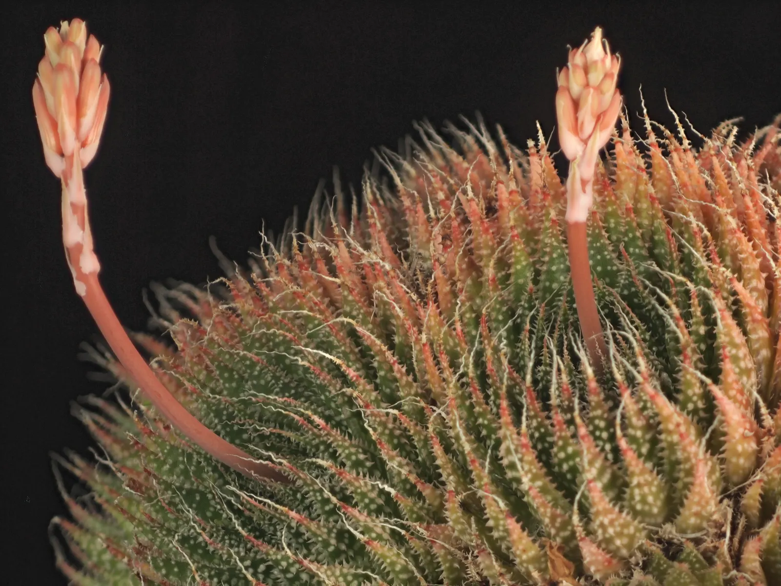 Miniature Pine Tree (Crassula Tetragona) — white flowers in the garden; this drought-tolerant plant thrives in full sun to partial shade, image 78
