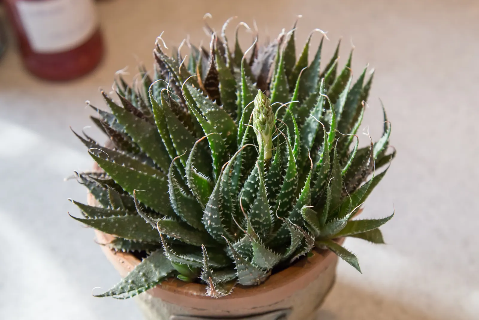 Miniature Pine Tree (Crassula Tetragona) — Its needle-like succulent green leaves cluster densely around its stems; but it\'s important to clarify, image 76