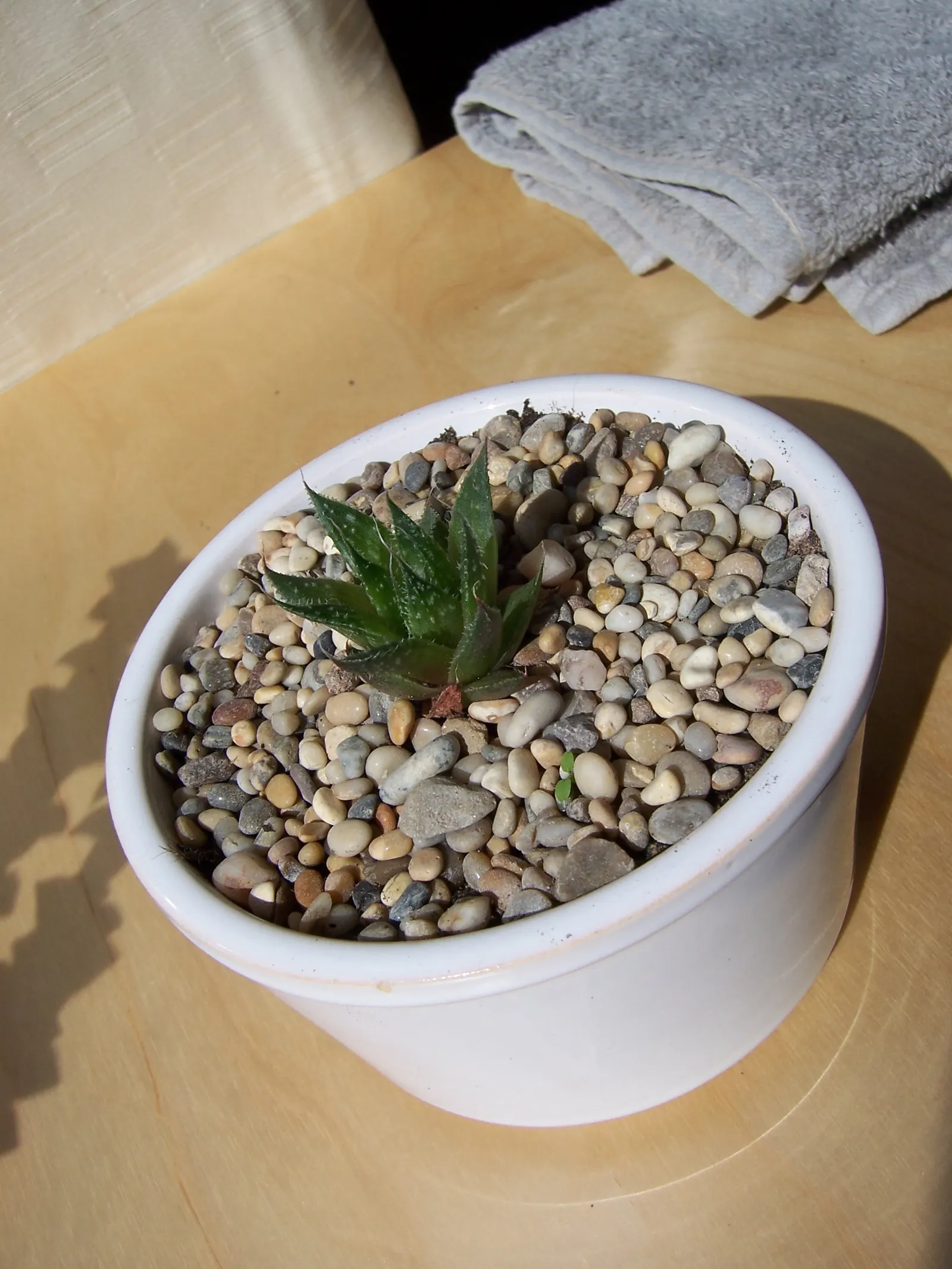 Miniature Pine Tree (Crassula Tetragona) — this drought-tolerant plant thrives in full sun to partial shade; white flowers in the garden, image 63