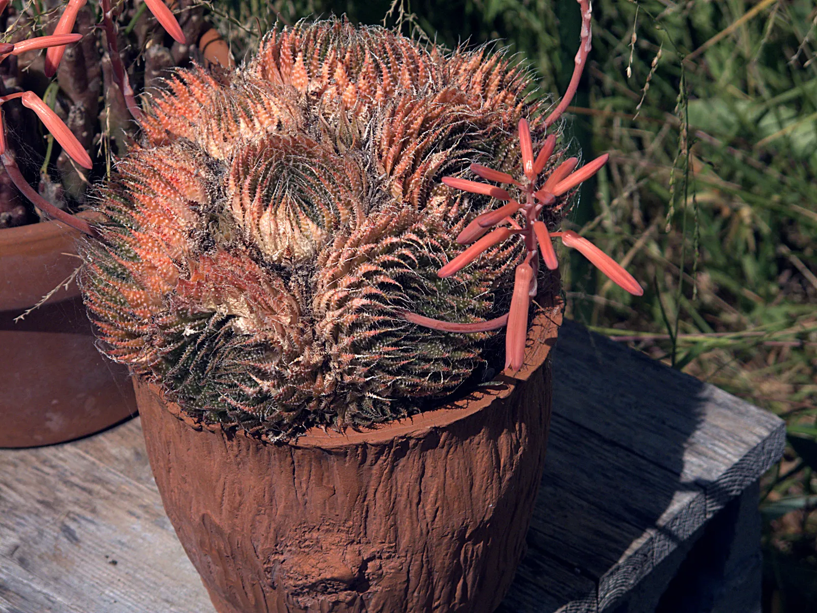 Miniature Pine Tree (Crassula Tetragona) — succulent with white blooms; with its rosettes of fleshy, image 79