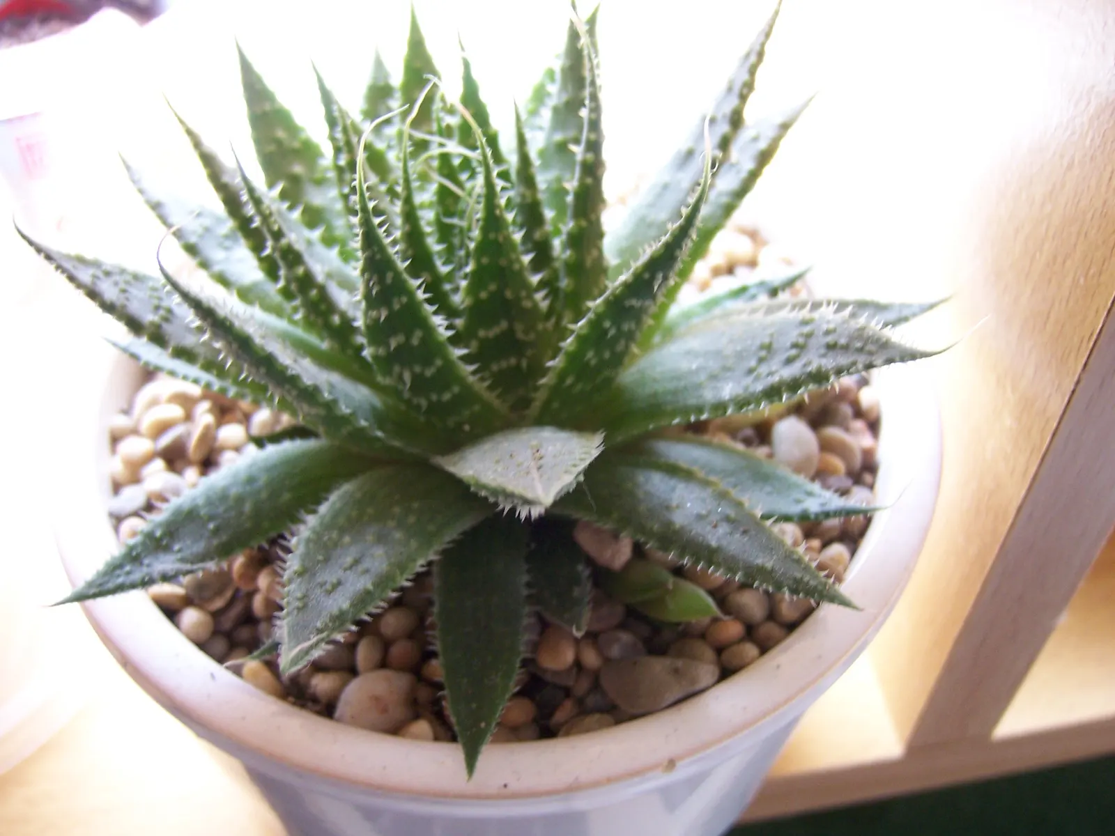 Miniature Pine Tree (Crassula Tetragona) — succulent for full or half or shade; offering a coniferous texture to the landscape, image 80