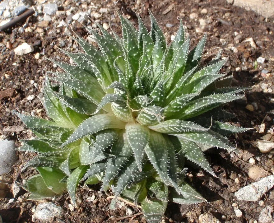 Miniature Pine Tree (Crassula Tetragona) — A common yet strikingly ornamental succulent in landscape designs