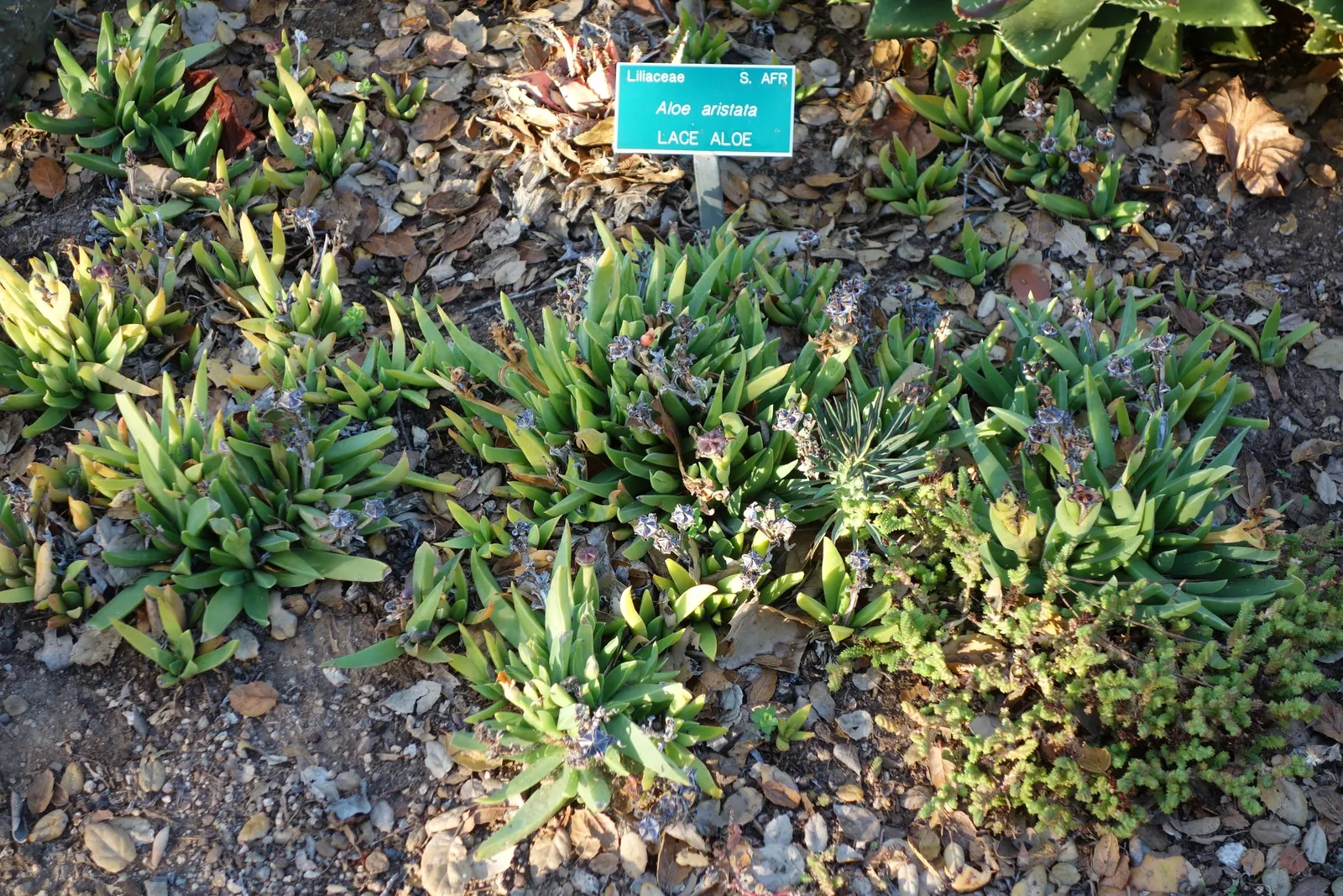 Miniature Pine Tree (Crassula Tetragona) — typically reaches heights of 4 to 8 inches and spreads 6 to 10 inches