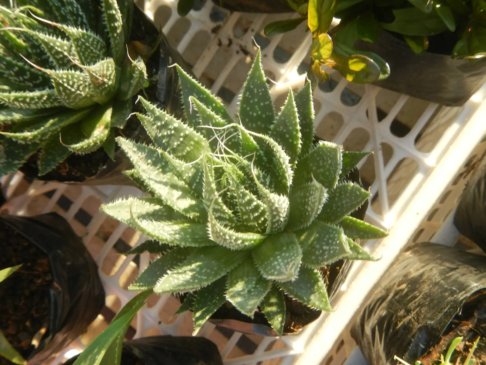 Miniature Pine Tree (Crassula Tetragona) — succulent with white blooms; with its rosettes of fleshy