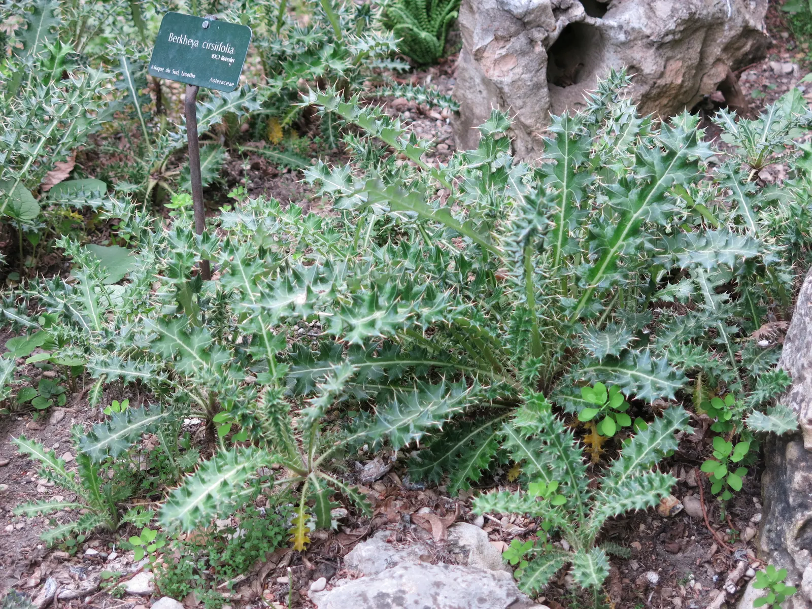 Miniature Pine Tree (Crassula Tetragona) — requiring well-draining soil; ideal for rock gardens or container arrangements, it provides unique, image 84