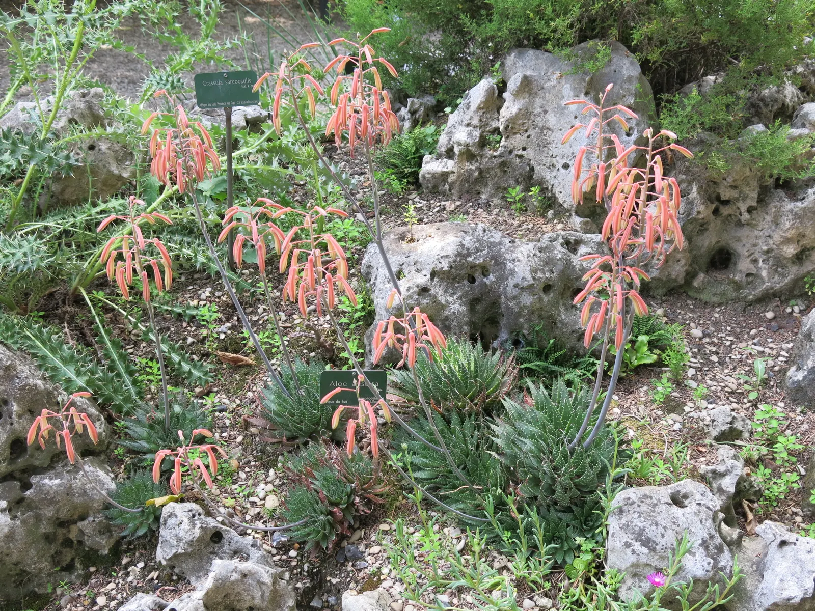 Miniature Pine Tree (Crassula Tetragona) — Ideal for rock gardens or container arrangements, it provides unique texture and form to the landscape
