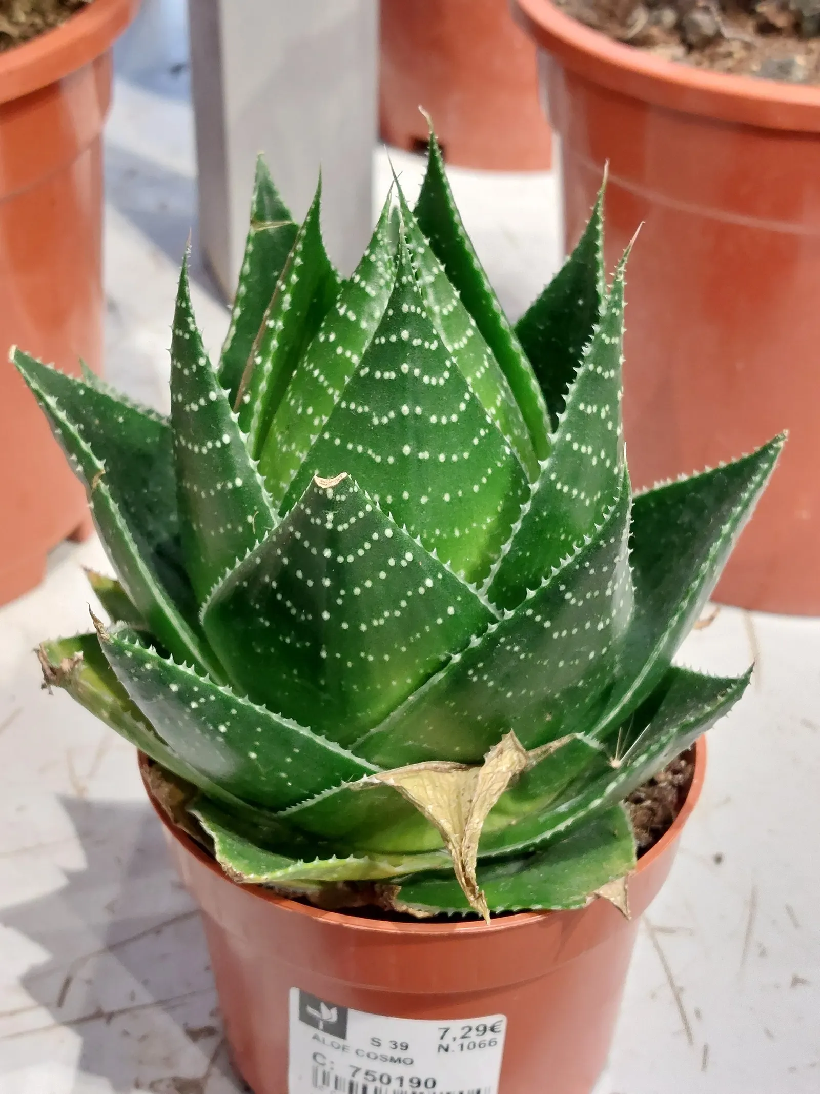 Miniature Pine Tree (Crassula Tetragona) — Each succulent leaf is adorned with soft white teeth along the edges