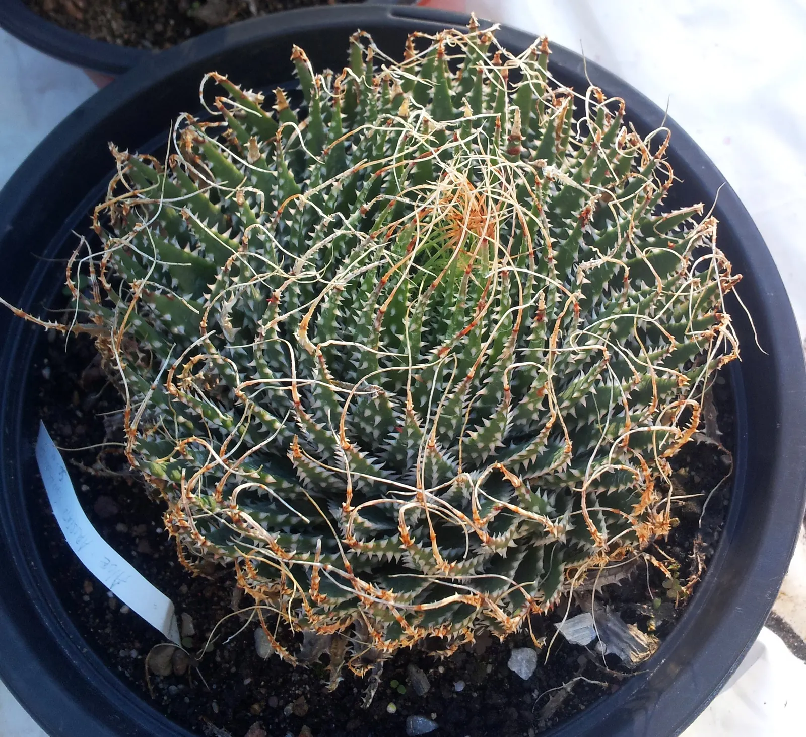 Miniature Pine Tree (Crassula Tetragona) — also known as Aristaloe aristata