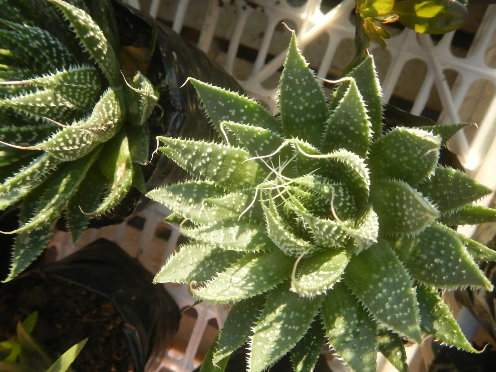 Miniature Pine Tree (Crassula Tetragona) — is a succulent resembling miniature pine trees with fleshy