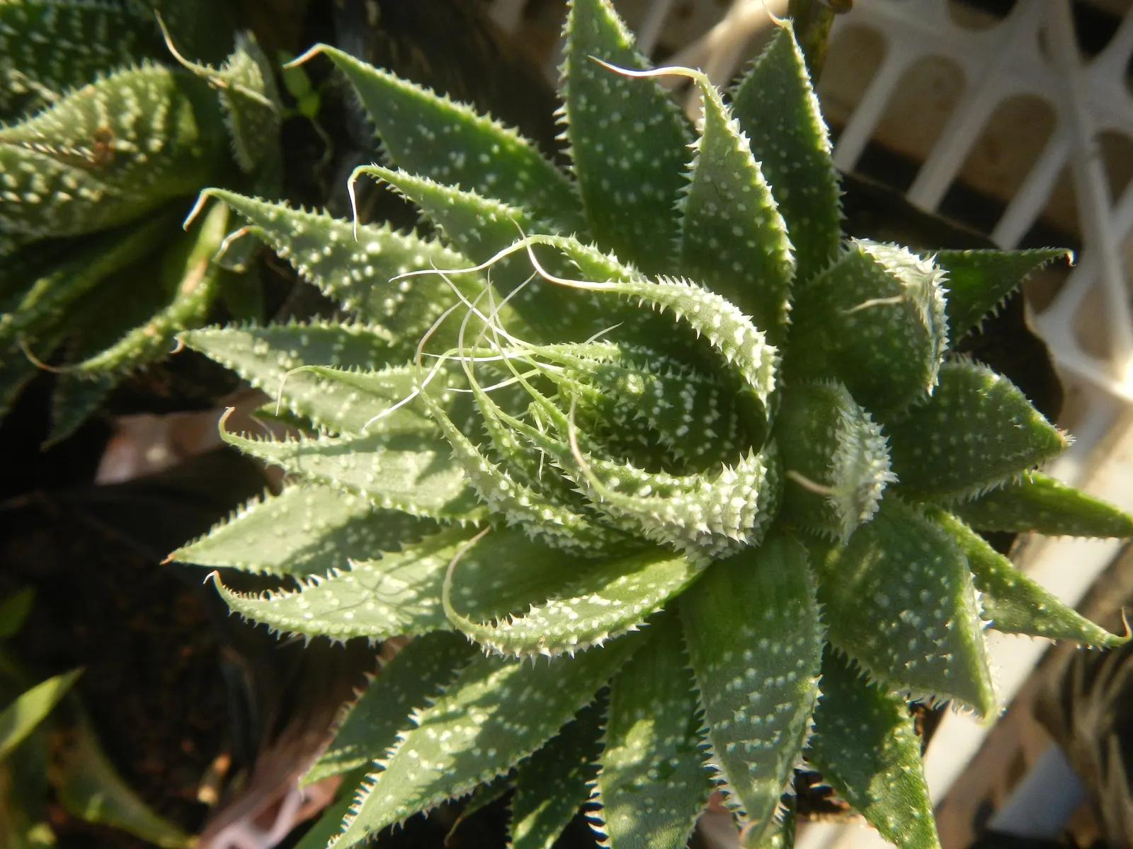 Miniature Pine Tree (Crassula Tetragona) — but it\'s important to clarify the distinctions for an accurate design plan.<br><br>The Lace Aloe