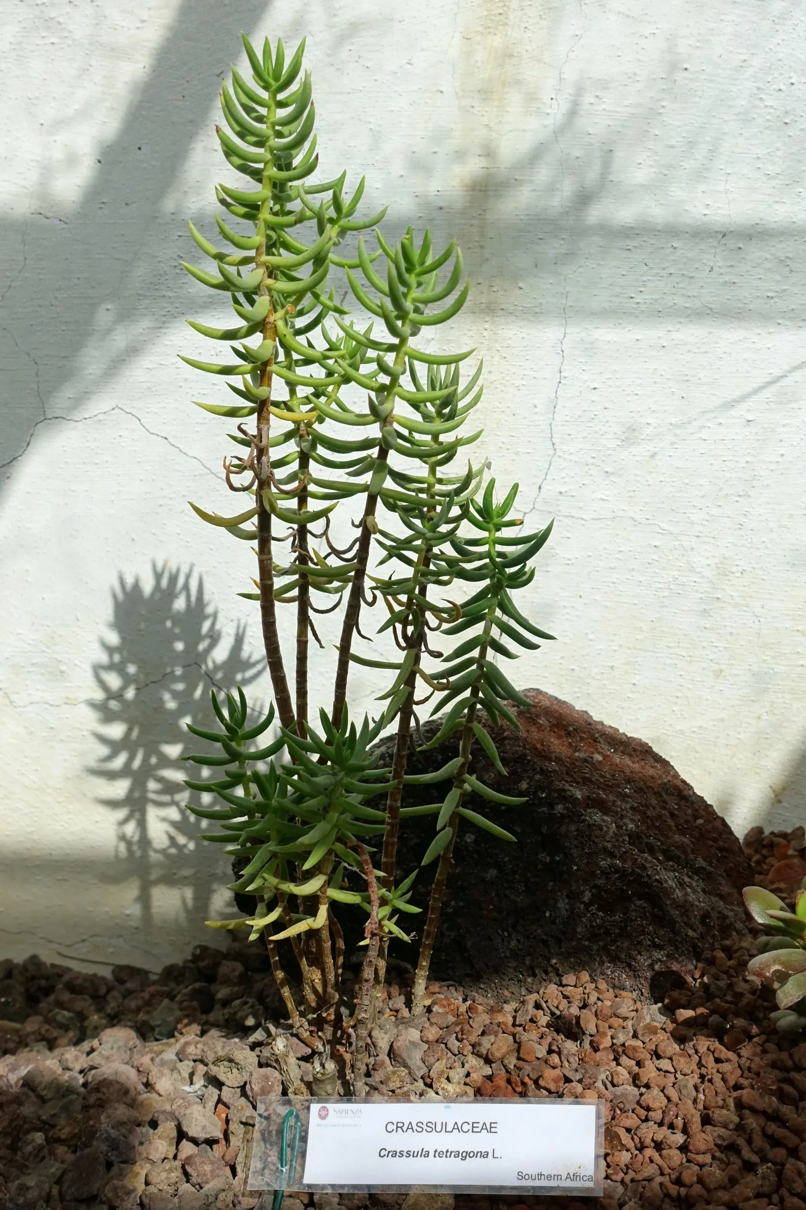 Miniature Pine Tree (Crassula Tetragona) — stretching taller at around 2 to 3 feet in height and capable of similar spreads; reaching up to 3 feet tall, it
