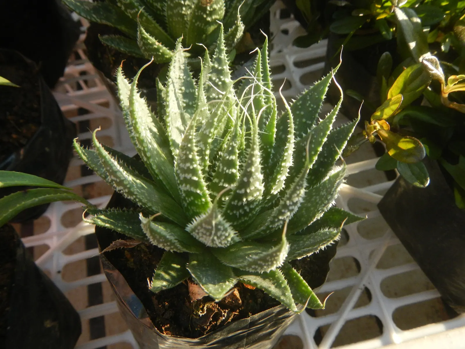 Miniature Pine Tree (Crassula Tetragona) — white flowers in the garden; this drought-tolerant plant thrives in full sun to partial shade