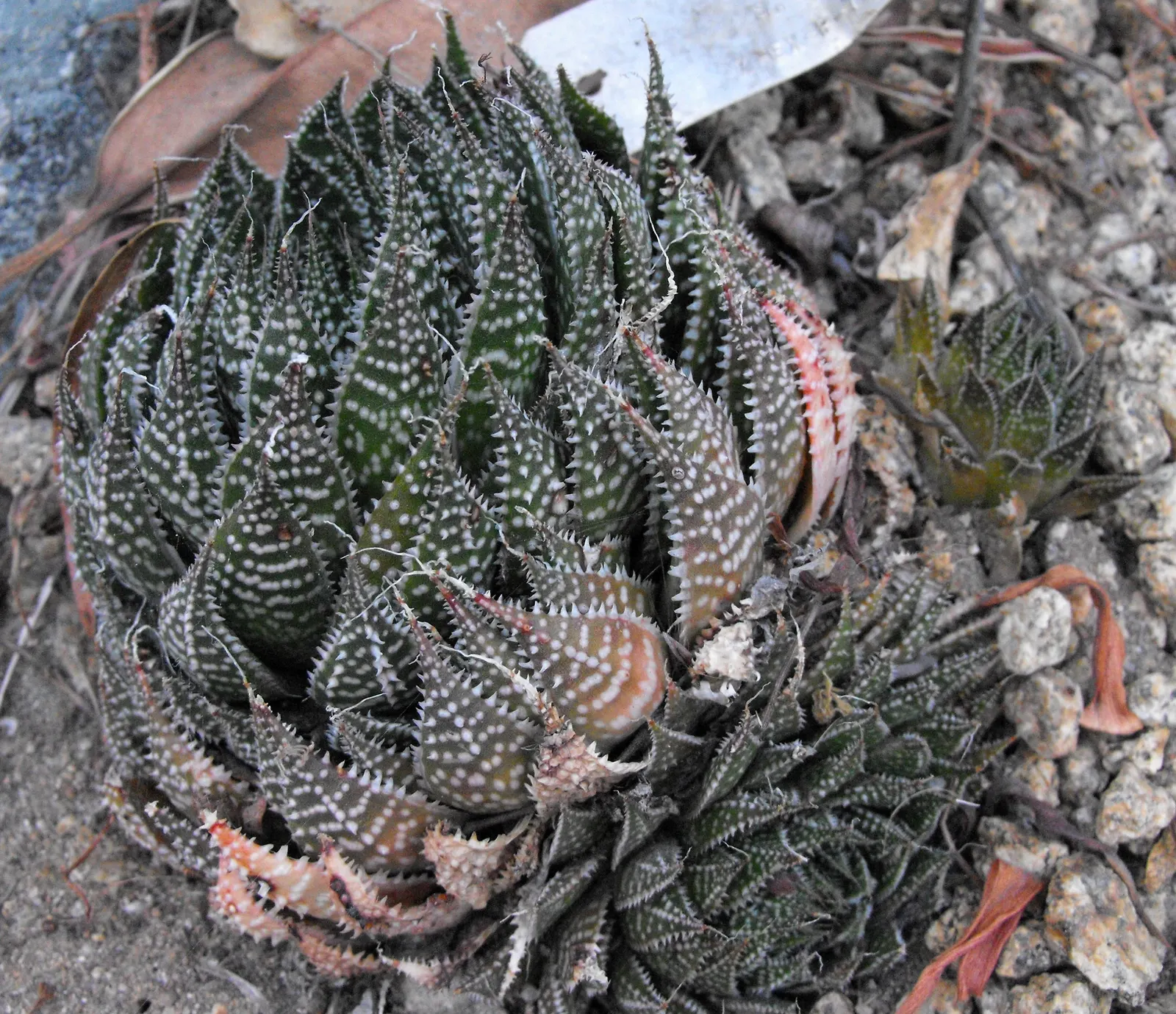 Miniature Pine Tree (Crassula Tetragona) — Drought-tolerant once established