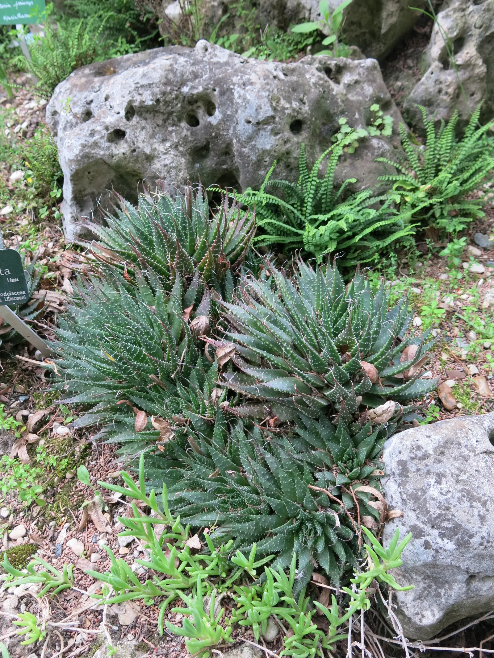 Miniature Pine Tree (Crassula Tetragona) — Both plants are prized for their unique appearances