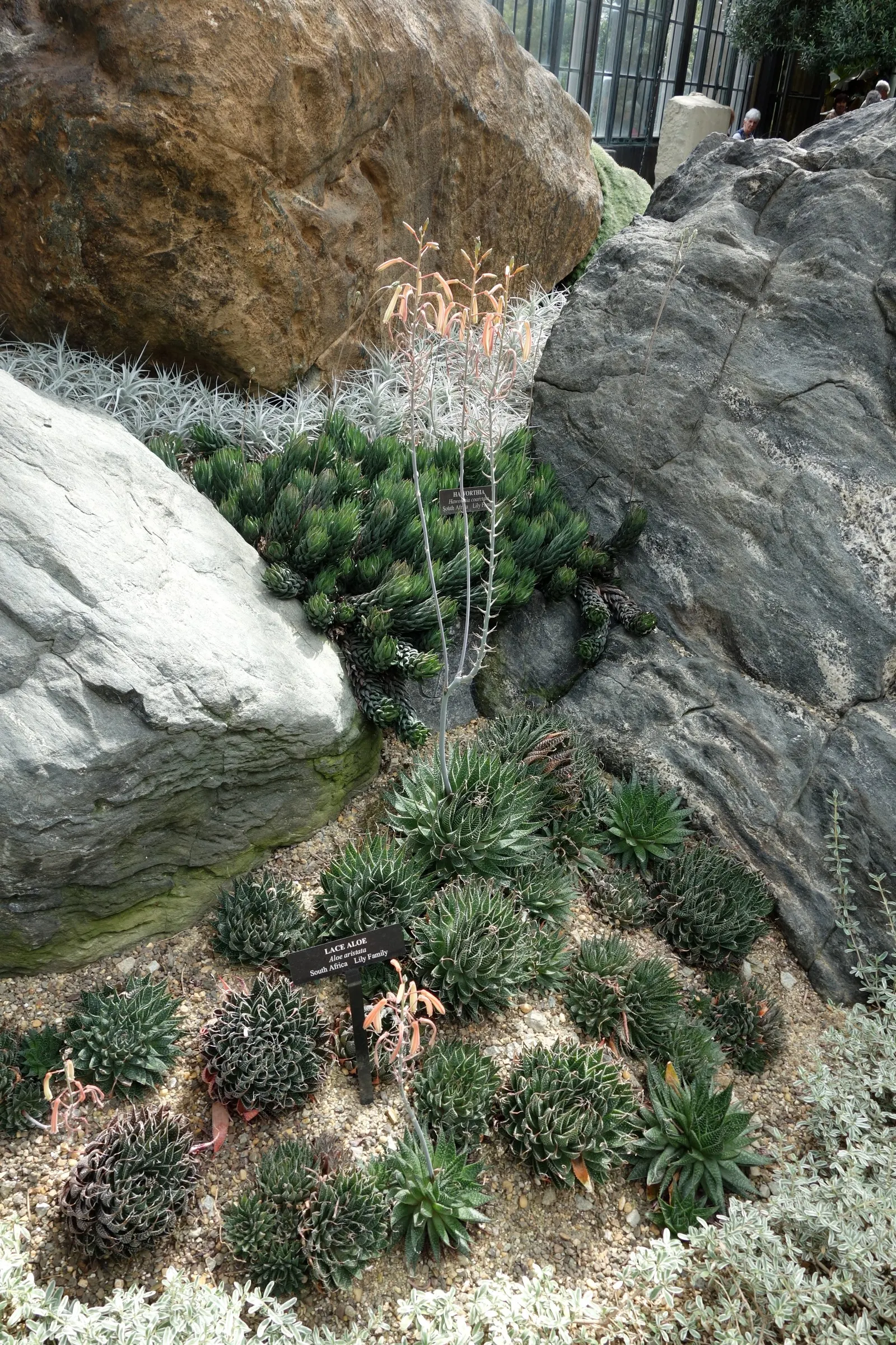Miniature Pine Tree (Crassula Tetragona) — with its rosettes of fleshy