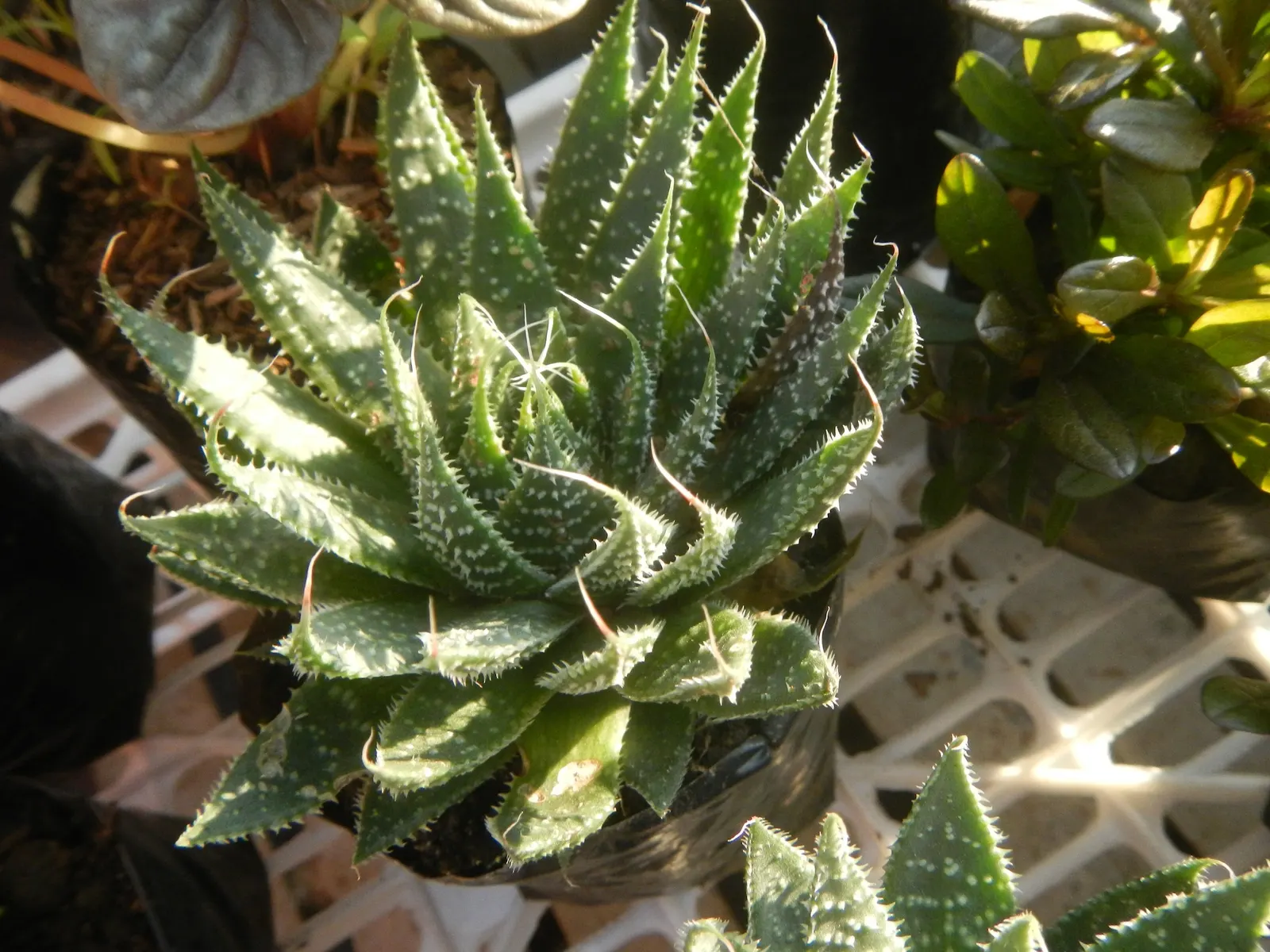 Miniature Pine Tree (Crassula Tetragona) — requiring well-draining soil; ideal for rock gardens or container arrangements, it provides unique, image 44