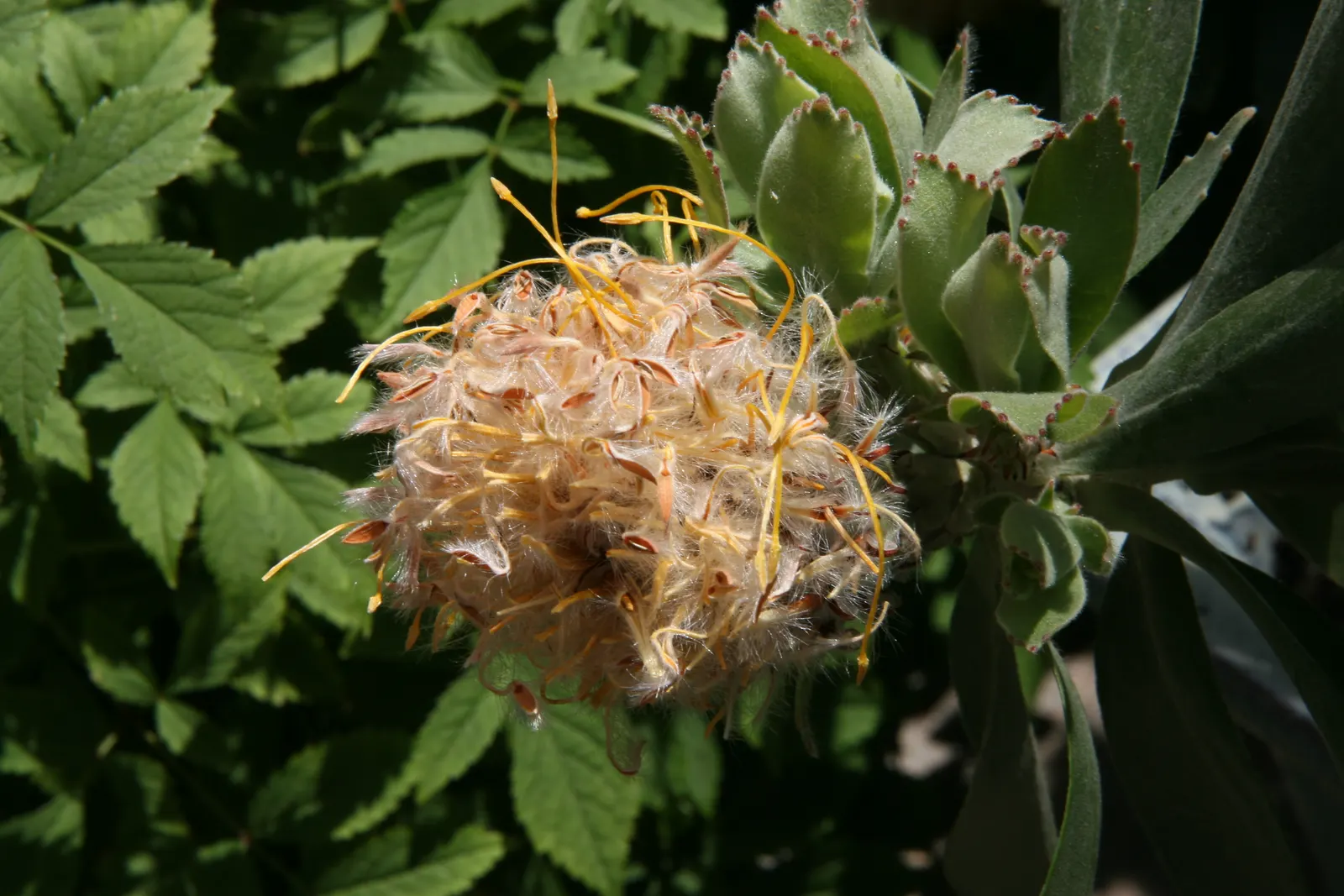 Veldfire Conebush (Leucospermum 'Veldfire') — This evergreen shrub thrives in USDA zones 9-11, reaching 4-6 feet tall and wide
