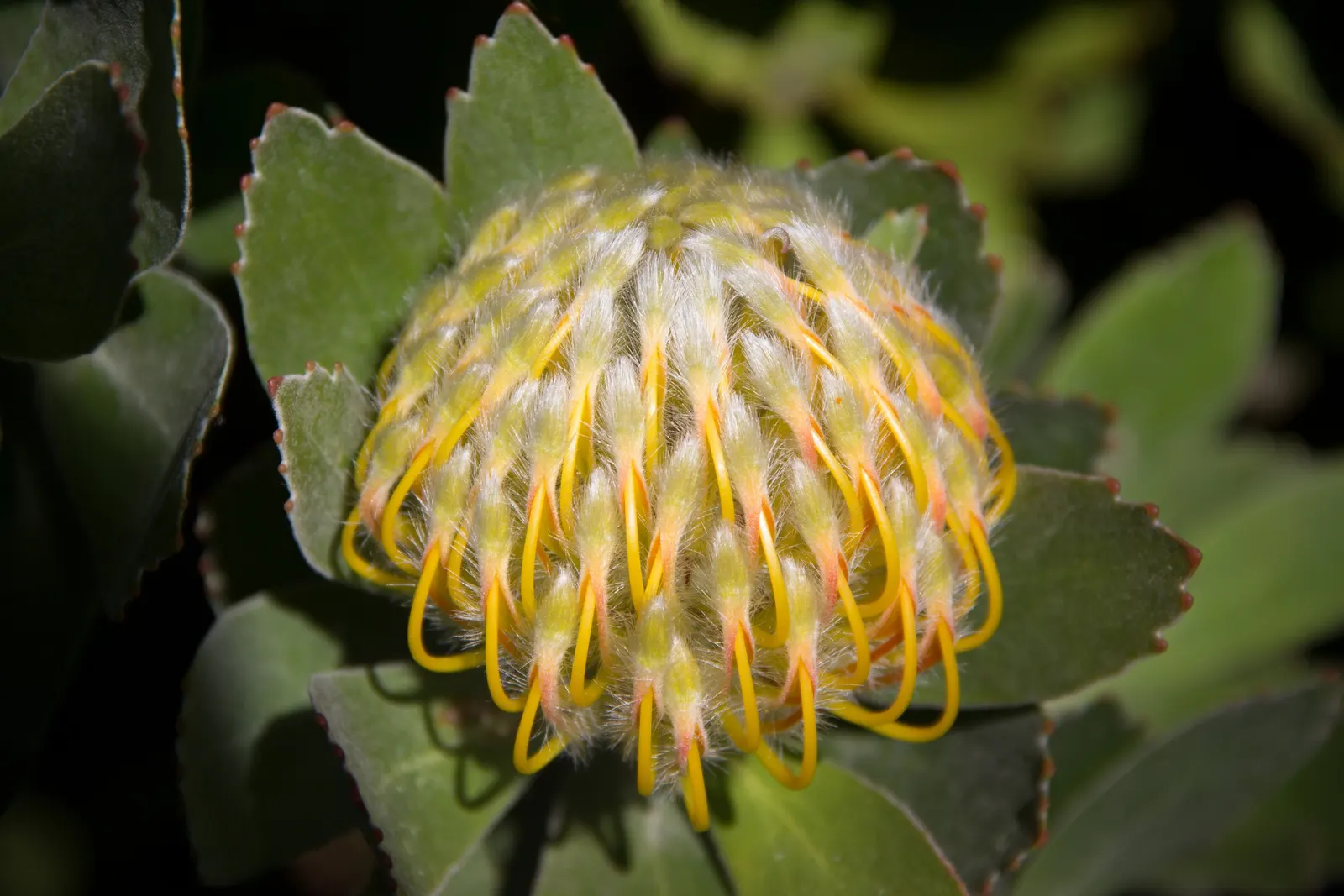 Veldfire Conebush (Leucospermum 'Veldfire') — The Veldfire Conebush (Leucospermum 'Veldfire') adds fiery charm with its vibrant orange-red pincushion blooms