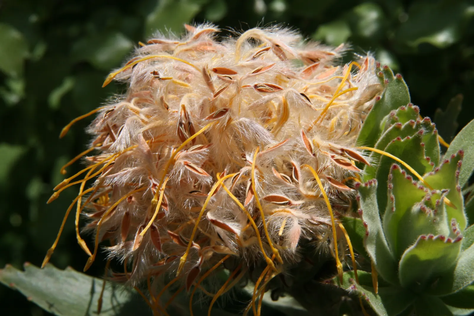 Veldfire Conebush (Leucospermum 'Veldfire') — This low-maintenance plant is a striking addition
