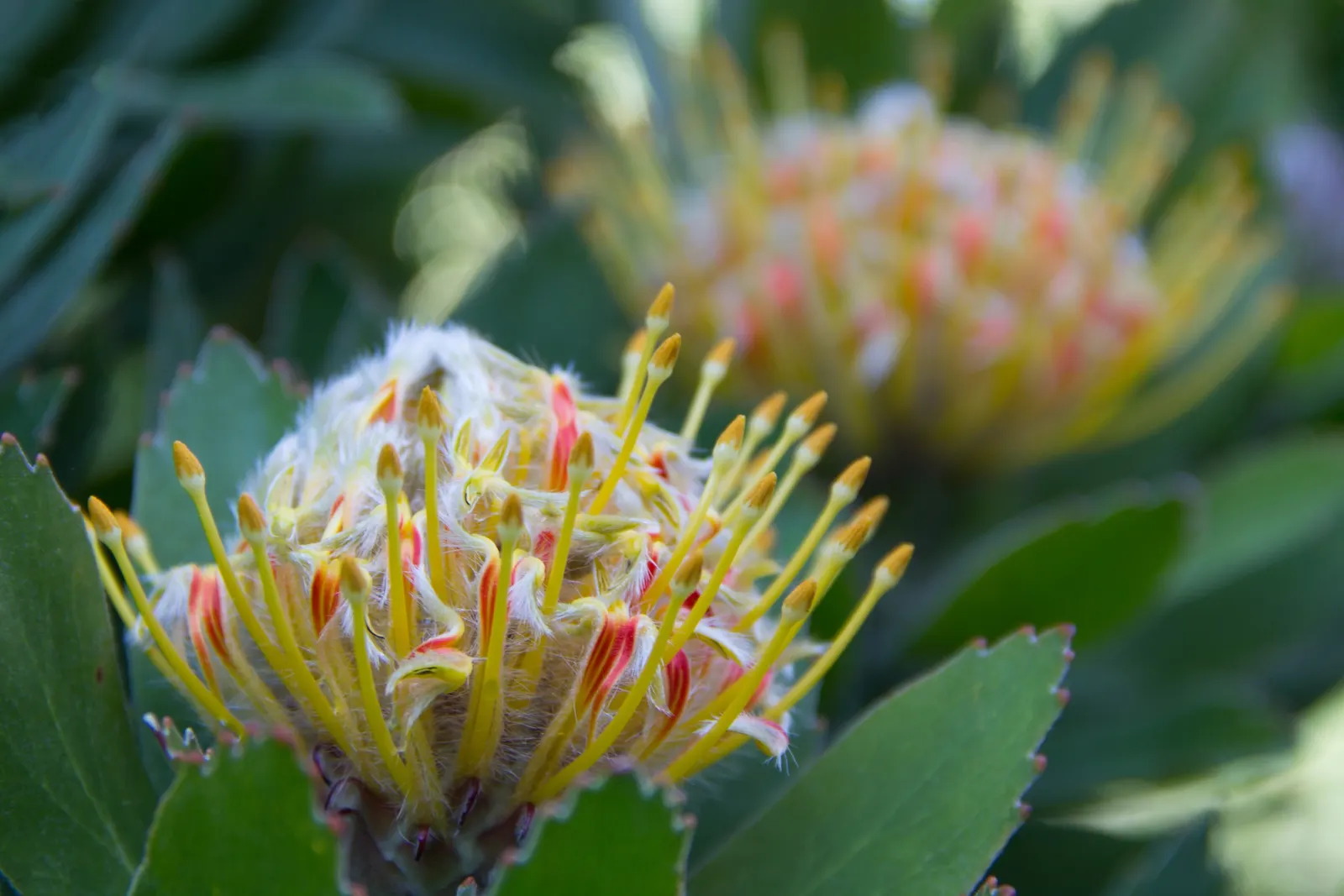 Veldfire Conebush (Leucospermum 'Veldfire') — Prune lightly after flowering to maintain its shape