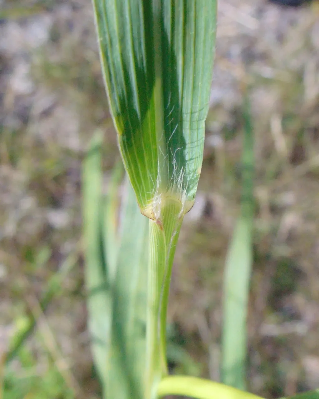 Switch Grass (Panicum Virgatum) — Switch Grass showcases blue-green to green foliage