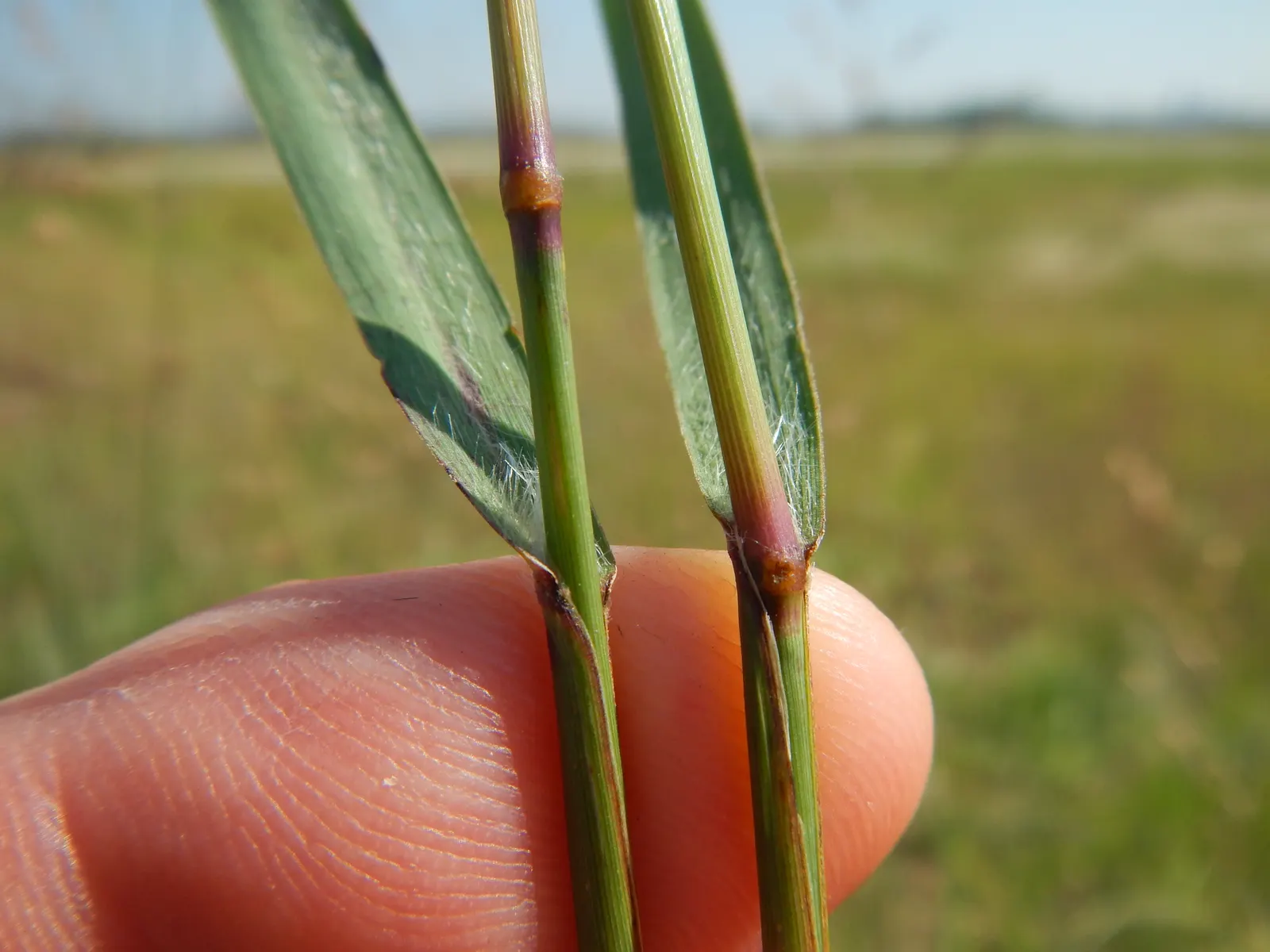 Switch Grass (Panicum Virgatum) — Its fine-textured leaves transition to golden-yellow in the fall, offering a display of warm seasonal colors