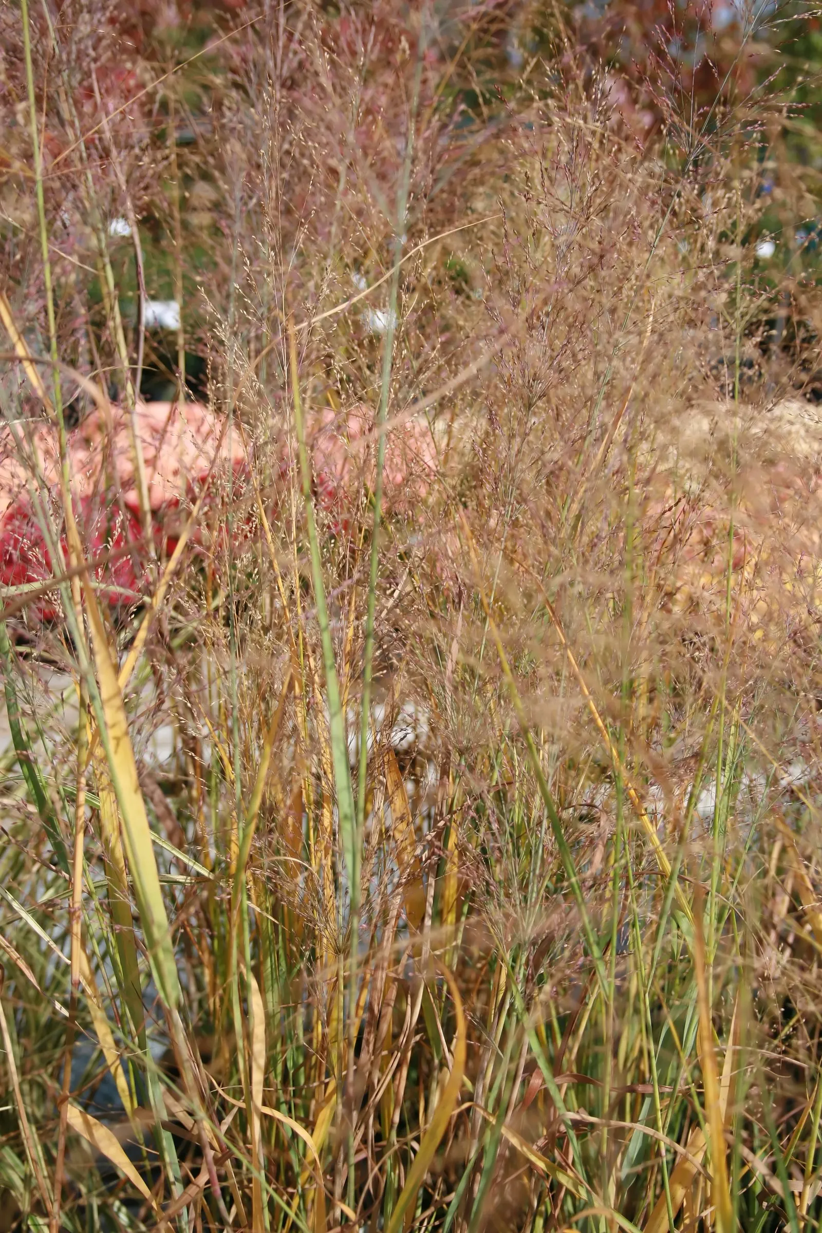 Switch Grass (Panicum Virgatum) — it thrives in USDA zones 4-9