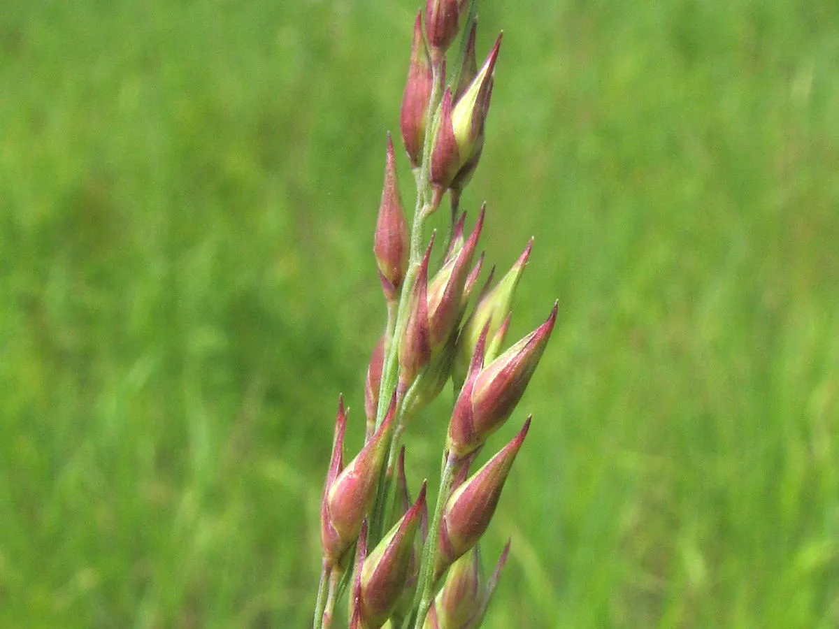 Switch Grass (Panicum Virgatum) — providing visual interest as well as food for birds.<br><br>Switch Grass is highly adaptable