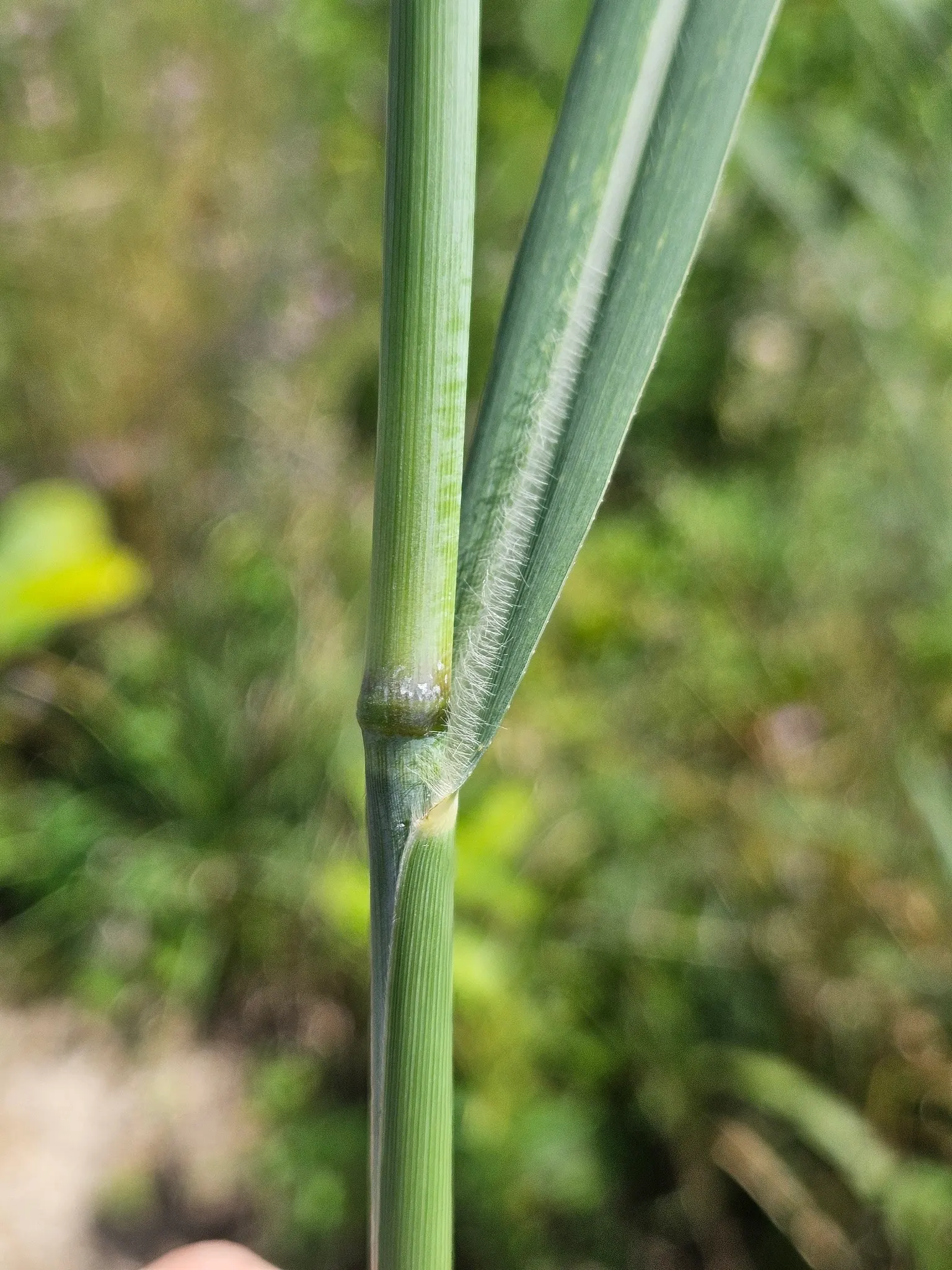 Switch Grass (Panicum Virgatum) — including serving as a habitat for wildlife and requiring minimal care