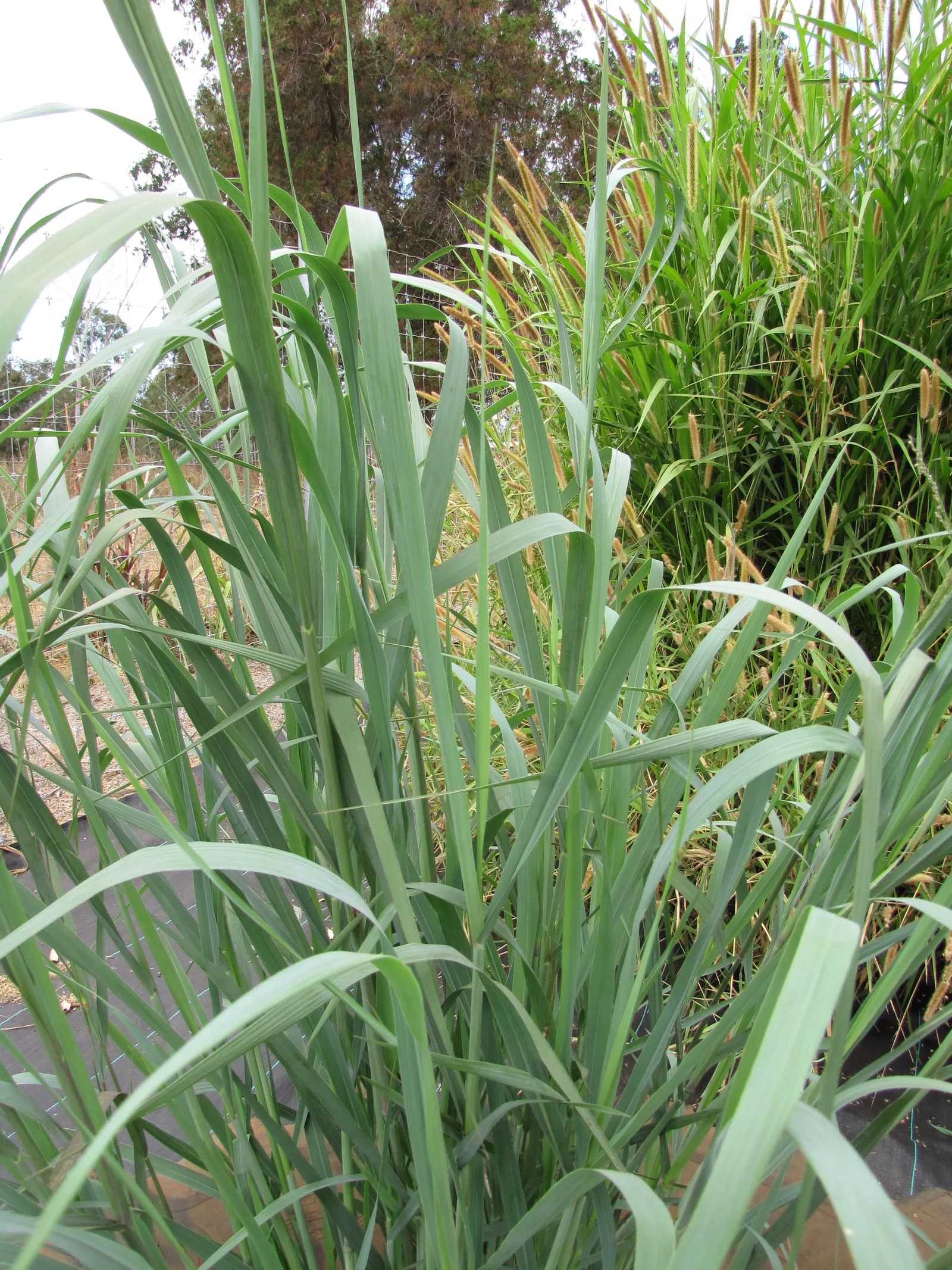 Switch Grass (Panicum Virgatum) — Panicum virgatum, or Switch Grass, is a robust perennial native to North American prairies