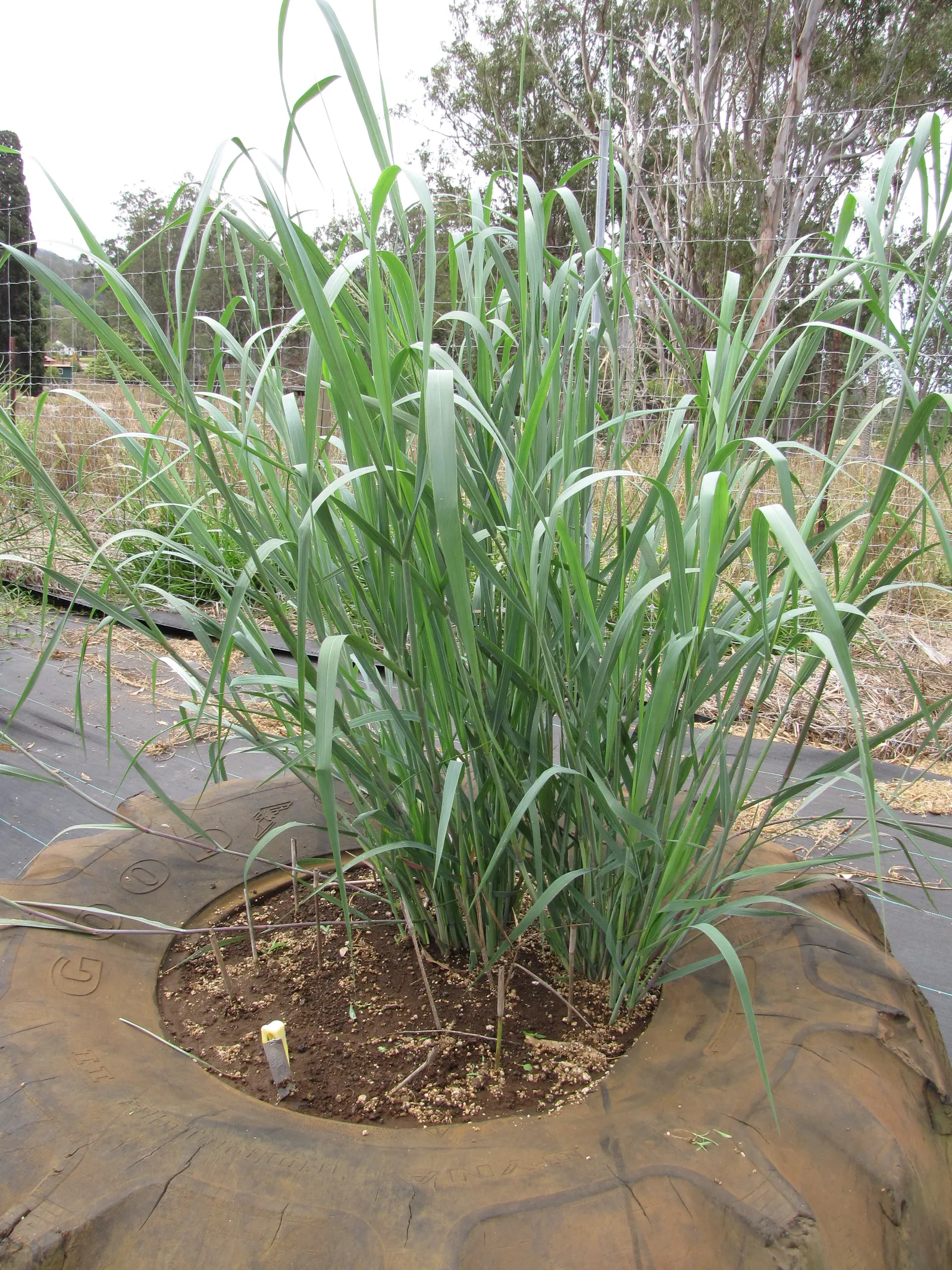Switch Grass (Panicum Virgatum) — plant Switch Grass 18 to 36 inches apart to allow sufficient room for maturity