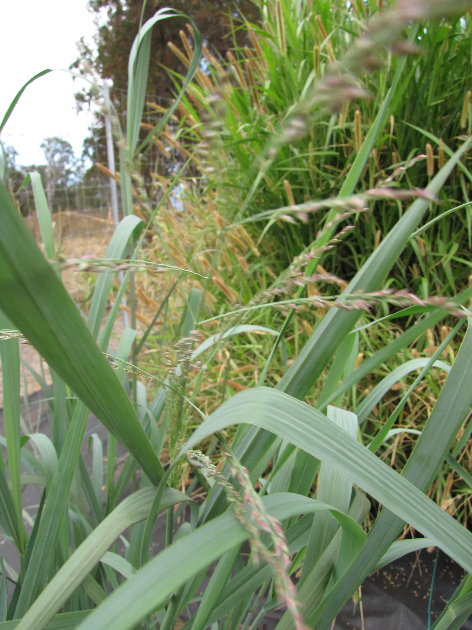 Switch Grass (Panicum Virgatum) — make it an excellent choice for sustainable and eco-friendly gardening