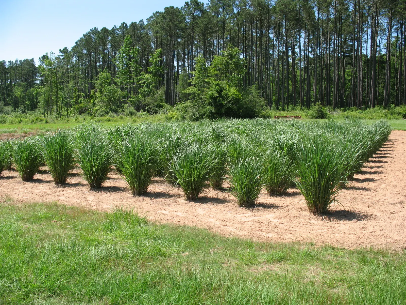 Switch Grass (Panicum Virgatum) — These seed heads may persist into winter